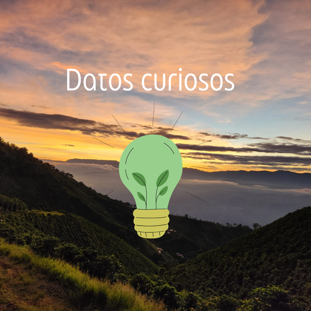 Datos curiosos sobre el café que te encantarán